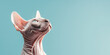 Portrait of cute sphinx cat isolated on pastel blue background with copy space. Template banner of pet store, pet products, veterinary clinic. Cute bald Egyptian cat. Generative AI photo imitation.