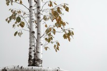 White Background With Birch Isolated Tree. Generative AI