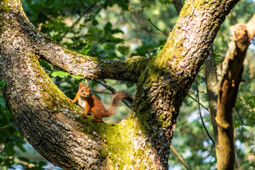 red squirrel (sciurus vulgaris) climbing in a tree.
