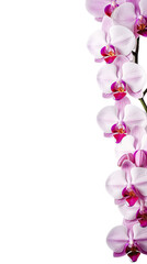 Wall Mural - orchid blooms as a frame border, isolated with copyspace