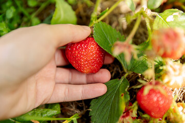 Wall Mural - Gardening and agriculture concept. Woman farm worker hand harvesting red ripe strawberry in garden. Woman picking strawberries berry fruit in field farm. Eco healthy organic home grown food concept