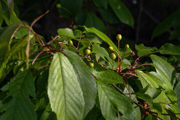 Sticker - Fresh green cherry leaves and fruit.