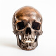 © LUPACO PNG - a skull of a human