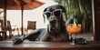 Great Dane dog is on summer vacation at seaside resort and relaxing rest on summer beach of Hawaii Generative AI