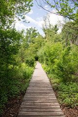 Sticker - path in the forest