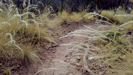 Poster - Passing Through Overgrown Grass On Trail in Big Bend Mountains