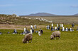 Sheep and King penguins at Volunteer Point in the Falkland Islands