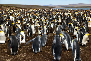 king penguins in large colony at volunteer point in the falkland islands