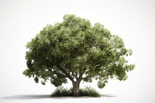 Large 3D Tree With Green Foliage On White Background. Rendered. Generative AI
