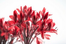 Red Yucca Plant Isolated On White. Generative AI