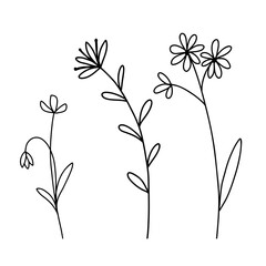 Wall Mural - Hand drawn wildflowers set. Vector outline flower sketch. Line art doodle isolated on white