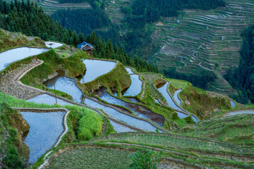 Wall Mural - terrace fields in overcast weather