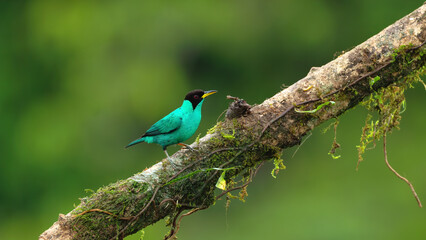 Wall Mural - a male green honeycreeper perched on a branch
