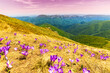 Beautiful purple crocus pasture in a remote wild region of the Transylvanian Alps in summer