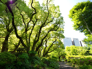 Canvas Print - 新緑の日比谷公園東京都