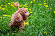 The poodle is in a field of dandelions