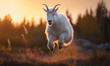 photo of mountain goat jumping in tall grass at sunset. Generative AI