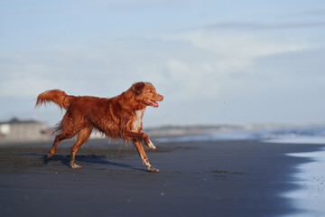 Wall Mural - red dog on the beach. Nova Scotia duck tolling retriever runs on sand, water. Vacation with a pet