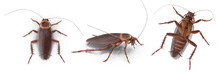 Cockroach On Transparent Background