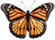 Flying orange monarch butterfly insect isolated on a transparent or white background as PNG, generative AI animal