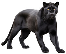 Wild Standing Black Panther Isolated On A White Or Transparent Background, Generative AI Animal