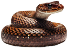 Brown Poisonous Viper Snake Isolated On A Transparent Or White Background As PNG, Generative AI Animal