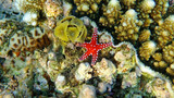 Fototapeta Do akwarium - underwater world of the Red Sea 
