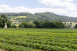 Workers harvest strawberry in field with rows of strawberry bushes against of forest and hills