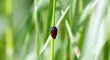 © Marc - Cercopis vulnerata | Cercope sanguin ou cercope rouge sang aspirant la sève d'un brun d'herbe