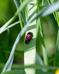 Poster - Cercopis vulnerata | Cercope sanguin ou cercope rouge sang à élytres noirs brillants, tachés de rouge piquant et aspirant la sève d'une tige d'herbe
