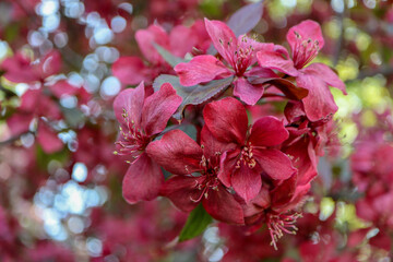 Wall Mural - beautiful apple tree blossom close up