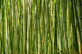 Fototapeta Dziecięca - bamboo forest background