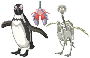 Wall Mural - Set of penguin skeletal system and respiratory system