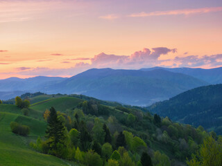 Wall Mural - meadows of carpathian mountain. rural landscape with trees on the rolling hills at dusk in spring