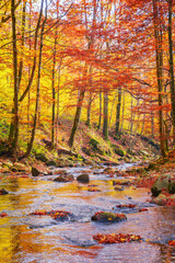 Wall Mural - water stream in the natural park. wonderful nature scenery in fall season. trees in colorful foliage on a sunny day