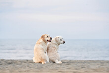 Two Dogs Sit With Their Backs And Look At The Sea. Fawn Labrador Retriever On The Beach. Walking With A Pet In Nature