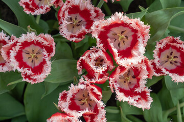 Wall Mural - Top view of red fringed tulips, Tulipa 'Queensland' bloom in the garden at Singapore.