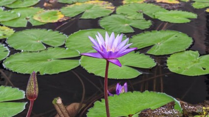 Wall Mural - Flower lotus, purple flower lotus, blooming flower in the water.