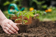 © encierro - Farmer planting tomato seedling with biodegradable peat pot into soil at vegetable garden. Organic gardening