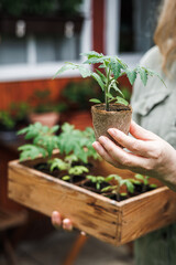 Sticker - Woman holding tomato plant seedling in biodegradable peat pot. Sustainable organic gardening