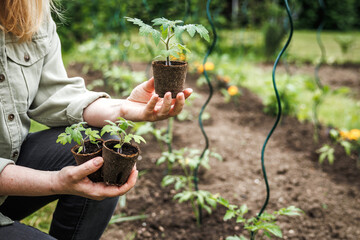 Sticker - Sustainable organic gardening in vegetable garden. Farmer holding tomato plant seedling in biodegradable peat pot