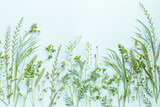 Fototapeta Sypialnia - wild plants on green paper background
