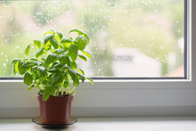 Basil Plant In  Pot On  Window Sill