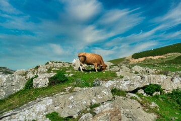 Wall Mural - Low angle shot of a cow grazing on a rocky field in Valles Pasiegos, Picos de Europa, Cantabria