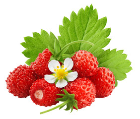 Wall Mural - wild strawberry isolated on white background, full depth of field