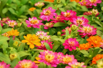 Sticker - Pink Zinnia elegans flower on a nature background