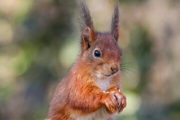 closeup of a red squirrel in a forest under the sunlight with a blurry background