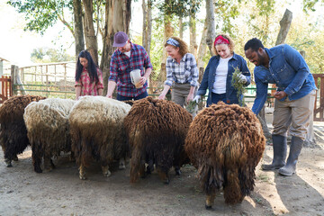 Multiracial male and female farmers feeding sheep