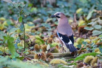 Sticker - Closeup of a Eurasian jay standing on the ground