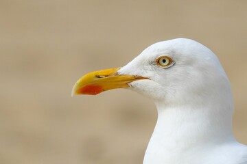 Poster - Closeup of a beautiful seagull on the shore of a sandy beach